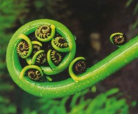 Растения - природные фракталы - зеленая завитушка